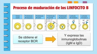 Proceso de maduración de los LINFOCITO B
Se obtiene el
receptor BCR
Y expresa las
inmunoglobulinas
(IgM e IgD)
 
