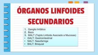 ÓRGANOS LINFOIDES
SECUNDARIOS
1. Ganglio linfático
2. Bazo
3. MALT (Tejido Linfoide Asociado a Mucosas)
• GALT: Gastrointestinal
• NALT: Nasofaringe
• BALT: Broquial
 