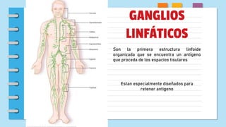 GANGLIOS
LINFÁTICOS
Son la primera estructura linfoide
organizada que se encuentra un antígeno
que proceda de los espacios tisulares
Estan especialmente diseñados para
retener antigeno
 