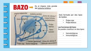 BAZO Es el órgano más grande
del sistema linfático
Está formado por dos tipos
de tejidos:
• Pulpa roja
• Pulpa blanca
Las funciones del bazo
Se pueden clasificar en dos tipos:
• Hematológicas
• Inmunológicas
 