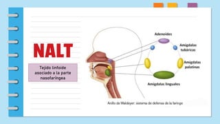 NALT
Tejido linfoide
asociado a la parte
nasofaríngea
 