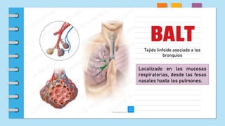 BALT
Tejido linfoide asociado a los
bronquios
Localizado en las mucosas
respiratorias, desde las fosas
nasales hasta los pulmones.
 