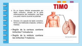 TIMO
https://www.paxala.com/el-timo/
 Es un órgano linfoide encapsulado por
tejido conectivo, situado en la parte
anterosuperios del mediastino, que llega
a su peso máximo durante la pubertad
 Gracias a la capsula de tejido conectivo:
forma una trabéculas (Capsula, corteza y
medula)
• Región de la corteza: contiene
linfocitos T inmaduros
• Región de la médula: contiene
los linfocitos T maduros.
 