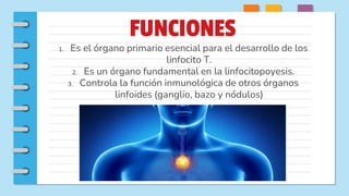 FUNCIONES
1. Es el órgano primario esencial para el desarrollo de los
linfocito T.
2. Es un órgano fundamental en la linfocitopoyesis.
3. Controla la función inmunológica de otros órganos
linfoides (ganglio, bazo y nódulos)
 