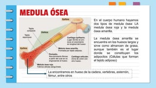 MEDULA ÓSEA
En el cuerpo humano hayamos
dos tipos de medula ósea: LA
medula ósea roja y la medula
ósea amarilla.
La medula ósea amarilla se
encuentra en los huesos largos y
sirve como almancen de grasa,
aunque también es el lugar
donde se constituyen los
adipocitos (Células que forman
el tejido adiposo)
La encontramos en hueso de la cadera, vertebras, esternón,
fémur, entre otros
 