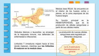 Medula ósea ROJA: Se encuentra en
el interior de los huesos cortos y
planos, en la zona esponjosa de los
huesos largos
Su función principal es la
HEMATOPOYESIS, que es la
producción de células sanguíneas a
partir de sus células madre.
Globulos blancos o leucocitos: se encargan
de la respuesta inmune, nos defienden de
enfermedad e infecciones
Linfocitos T inmaduros migran hacia el timo
donde maduran, mientras que los linfocitos
B maduran en la medula ósea.
La IL-3 estimula la
hematopoyesis en
general
La producción de nuevas células
sanguíneas esta regulada por
diferentes citoquinas
 