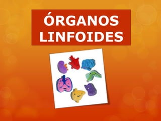 ÓRGANOS
LINFOIDES
 