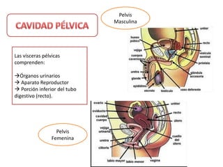 Organos pelvianos PDF