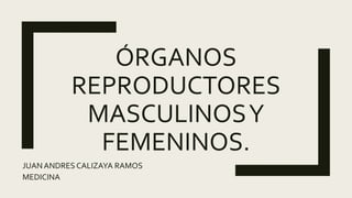 ÓRGANOS
REPRODUCTORES
MASCULINOSY
FEMENINOS.
JUANANDRES CALIZAYA RAMOS
MEDICINA
 