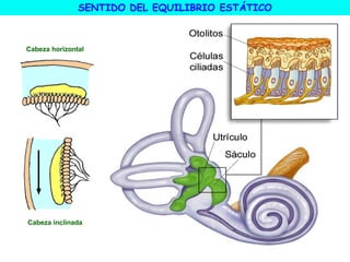 Sentido Horizontal Organos sentidos 3eso | PDF