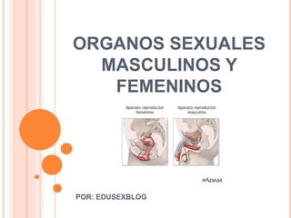 ORGANOS SEXUALES
MASCULINOS Y
FEMENINOS
POR: EDUSEXBLOG
 