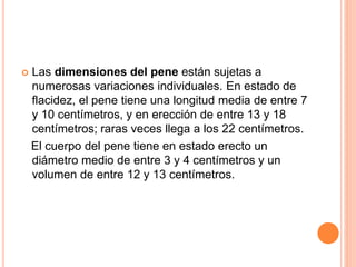 Organos Sexuales PPTX organos-sexuales-pptx
