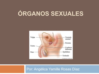 ÓRGANOS SEXUALES
Por: Angélica Yamille Rosas Díaz
 