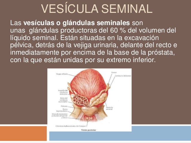 Organos sexuales masculinos