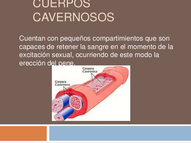 Organos sexuales masculinos