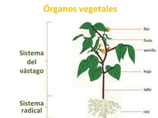 Órganos vegetales
Sistema
del
vástago
Sistema
radical
 