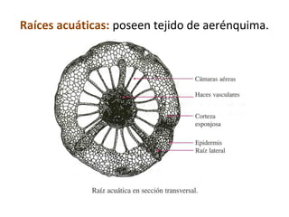 Raíces acuáticas: poseen tejido de aerénquima.
 
