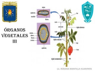 Órganos
vegetales
III
Lic. ROXANA MANTILLA HUARIPATA
 