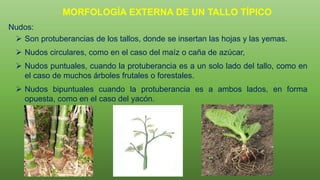 Nudos:
 Son protuberancias de los tallos, donde se insertan las hojas y las yemas.
 Nudos circulares, como en el caso del maíz o caña de azúcar,
 Nudos puntuales, cuando la protuberancia es a un solo lado del tallo, como en
el caso de muchos árboles frutales o forestales.
 Nudos bipuntuales cuando la protuberancia es a ambos lados, en forma
opuesta, como en el caso del yacón.
MORFOLOGÍA EXTERNA DE UN TALLO TÍPICO
 