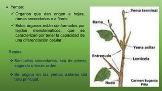 Ramas
 Son tallos secundarios, sea de primer,
segundo o tercer orden
 Se origina en las yemas axilares del
tallo principal.
 Yemas:
 Órganos que dan origen a hojas,
ramas secundarias o a flores.
 Estos órganos están conformados por
tejidos meristematicos, que se
caracterizan por tener la capacidad de
una diferenciación celular
 