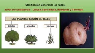 Clasificación General de los tallos:
a) Por su consistencia: Leñosa, Semi leñosa, Herbáceas y Carnosas.
 
