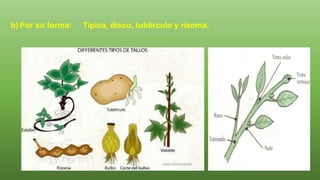 b) Por su forma: Típica, disco, tubérculo y rizoma.
 
