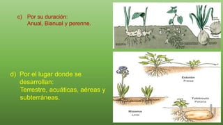 c) Por su duración:
Anual, Bianual y perenne.
d) Por el lugar donde se
desarrollan:
Terrestre, acuáticas, aéreas y
subterráneas.
 