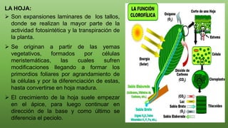 LA HOJA:
 Son expansiones laminares de los tallos,
donde se realizan la mayor parte de la
actividad fotosintética y la transpiración de
la planta.
 Se originan a partir de las yemas
vegetativos, formados por células
meristemáticas, las cuales sufren
modificaciones llegando a formar los
primordios foliares por agrandamiento de
la células y por la diferenciación de estas,
hasta convertirse en hoja madura.
 El crecimiento de la hoja suele empezar
en el ápice, para luego continuar en
dirección de la base y como último se
diferencia el peciolo.
 