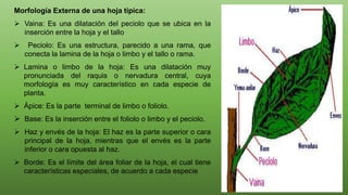 Morfología Externa de una hoja típica:
 Vaina: Es una dilatación del peciolo que se ubica en la
inserción entre la hoja y el tallo
 Peciolo: Es una estructura, parecido a una rama, que
conecta la lamina de la hoja o limbo y el tallo o rama.
 Lamina o limbo de la hoja: Es una dilatación muy
pronunciada del raquis o nervadura central, cuya
morfología es muy característico en cada especie de
planta.
 Ápice: Es la parte terminal de limbo o foliolo.
 Base: Es la inserción entre el foliolo o limbo y el peciolo.
 Haz y envés de la hoja: El haz es la parte superior o cara
principal de la hoja, mientras que el envés es la parte
inferior o cara opuesta al haz.
 Borde: Es el límite del área foliar de la hoja, el cual tiene
características especiales, de acuerdo a cada especie
 