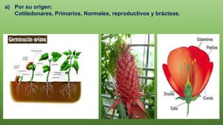 a) Por su origen:
Cotiledonares, Primarios, Normales, reproductivos y brácteas.
 