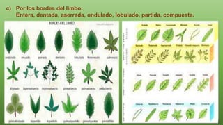 c) Por los bordes del limbo:
Entera, dentada, aserrada, ondulado, lobulado, partida, compuesta.
 