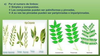 e) Por el numero de limbos:
 Simples y compuestas.
 Las compuestas pueden ser palmiformes y pinnadas,
 A su ves las pinnadas pueden ser paripinnadas e imparipinnadas.
 