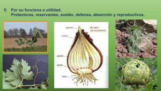 f) Por su funciona o utilidad.
Protectoras, reservantes, sostén, defensa, absorción y reproductivos.
 