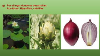 g) Por el lugar donde se desarrollan:
Acuáticas, Hipsofilas, catafilas.
 