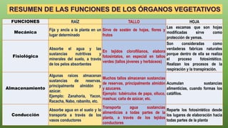 FUNCIONES RAÍZ TALLO HOJA
Mecánica
Fija y ancla a la planta en un
lugar determinado
Sirve de sostén de hojas, flores y
frutos
Las escamas que son hojas
modificadas sirve como
protección de yemas.
Fisiológica
Absorbe el agua y las
sustancias nutritivas y
minerales del suelo, a través
de los pelos absorbentes
En tejidos clorofilianos, elabora
fotosintatos, en especial en tallos
verdes (tallos jóvenes y herbáceos)
Son consideradas como
verdaderas fabricas naturales
porque dentro de ella se realiza
el proceso fotosintético.
Realizan los procesos de la
respiración y la transpiración.
Almacenamiento
Algunas raíces almacenan
sustancias de reservas,
principalmente almidón y
azúcar.
Ejemplo: Zanahoria, Yacon,
Racacha, Nabo, rabanito, etc.
Muchos tallos almacenan sustancias
de reservas, principalmente almidón
y azucares.
Ejemplo: tubérculos de papa, olluco,
mashua; caña de azúcar, etc.
Acumulan sustancias
alimenticias, cuando formas los
catáfilos.
Conducción
Absorbe agua en el suelo y lo
transporta a través de los
vasos conductores
Transporta agua sustancias
alimenticias a todas partes de la
planta, a través de los tejidos
conductores
Reparte los fotosintético desde
los lugares de elaboración hacia
todas partes de la planta
 