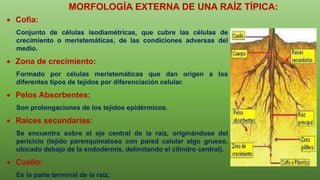  Cofia:
Conjunto de células isodiamétricas, que cubre las células de
crecimiento o meristemáticas, de las condiciones adversas del
medio.
 Zona de crecimiento:
Formado por células meristemáticas que dan origen a los
diferentes tipos de tejidos por diferenciación celular.
 Pelos Absorbentes:
Son prolongaciones de los tejidos epidérmicos.
 Raíces secundarias:
Se encuentra sobre el eje central de la raíz, originándose del
periciclo (tejido parenquimatoso con pared celular algo grueso,
ubicado debajo de la endodérmis, delimitando el cilindro central).
 Cuello:
Es la parte terminal de la raíz.
MORFOLOGÍA EXTERNA DE UNA RAÍZ TÍPICA:
 