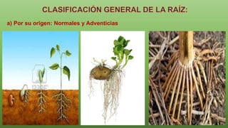 a) Por su origen: Normales y Adventicias
 