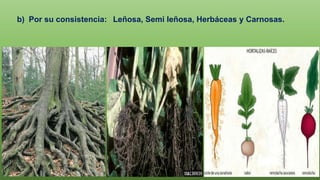 b) Por su consistencia: Leñosa, Semi leñosa, Herbáceas y Carnosas.
 