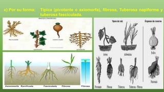 c) Por su forma: Típica (pivotante o axiomorfa), fibrosa, Tuberosa napiforme y
tuberosa fasciculada.
 