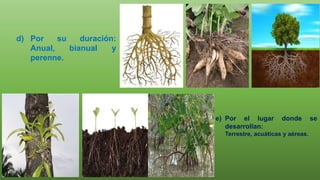 d) Por su duración:
Anual, bianual y
perenne.
e) Por el lugar donde se
desarrollan:
Terrestre, acuáticas y aéreas.
 