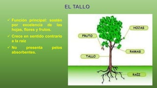  Función principal: sostén
por excelencia de las
hojas, flores y frutos.
 Crece en sentido contrario
a la raíz
 No presenta pelos
absorbentes.
 