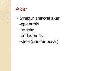 Akar 
 Struktur anatomi akar 
-epidermis 
-korteks 
-endodermis 
-stele (silinder pusat) 
 