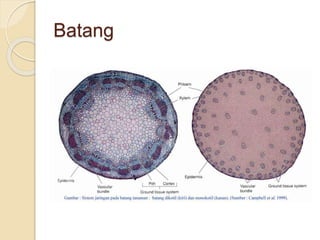 Batang 
 