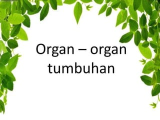 Organ – organ
tumbuhan
 