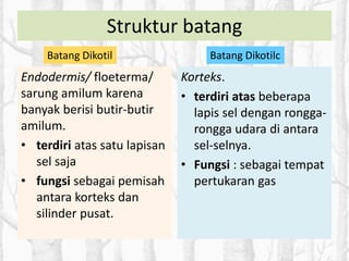 Struktur batang
Endodermis/ floeterma/
sarung amilum karena
banyak berisi butir-butir
amilum.
• terdiri atas satu lapisan
sel saja
• fungsi sebagai pemisah
antara korteks dan
silinder pusat.
Korteks.
• terdiri atas beberapa
lapis sel dengan rongga-
rongga udara di antara
sel-selnya.
• Fungsi : sebagai tempat
pertukaran gas
Batang Dikotil Batang Dikotilc
 