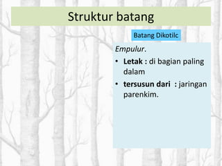 Empulur.
• Letak : di bagian paling
dalam
• tersusun dari : jaringan
parenkim.
Struktur batang
Batang Dikotilc
 