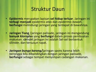 Struktur Daun
• Epidermis merupakan lapisan sel hidup terluar. Jaringan ini
terbagi menjadi epidermis atas dan epidermis bawah,
berfungsi melindungi jaringan yang terdapat di bawahnya.
• Jaringan Tiang /jaringan palisade, jaringan ini mengandung
banyak kloroplas yang berfungsi dalam proses pembuatan
makanan. ciri-ciri jaringan ini adalah Sel-sel berbentuk
silinder, dan tersusun rapat.
• Jaringan bunga karang/jaringan spons karena lebih
berongga bila dibandingkan dengan jaringan palisade,
berfungsi sebagai tempat menyimpan cadangan makanan.
 
