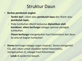 Struktur Daun
• Berkas pembuluh angkut
- Terdiri dari : xilem atau pembuluh kayu dan floem atau
pembuluh tapis,
- Pada tumbuhan dikotil keduanya dipisahkan oleh
kambium. xilem berfungsi sebagai sponsor penegak
tumbuhan.
Floem berfungsi mengedarkan hasil fotosintesis dari daun
ke seluruh bagian tumbuhan
• Stoma berfungsi sebagai organ respirasi. Stoma mengambil
CO2 dari udara untuk dijadikan bahan fotosintesis,
mengeluarkan O2 sebagai hasil fotosintesis.
- Letak di epidermis bawah.
 
