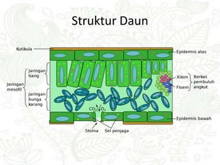 Struktur Daun
 