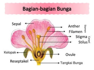 Sepal
Sepal
Reseptakel
Anther
Filamen
Stamen
Stigma
Stilus
Carpel
Ovule
 